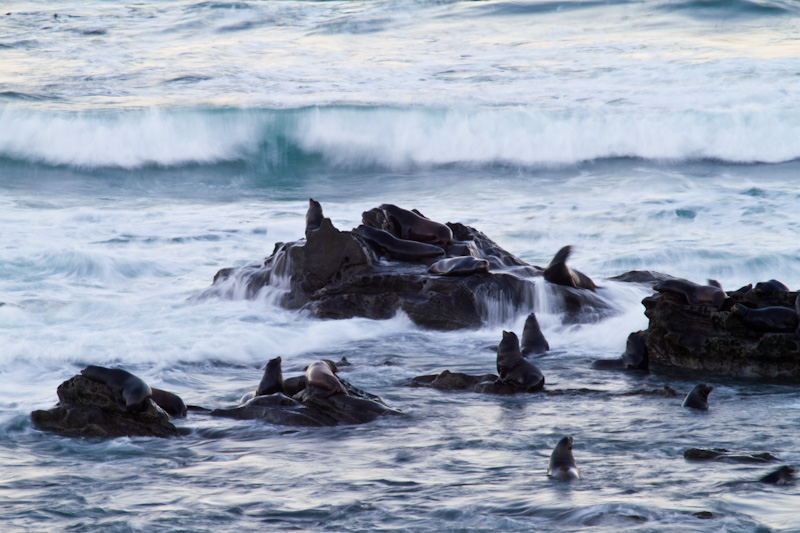 Waves Breaking Over Rocks And California Sea Lions